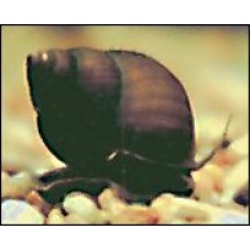 Pack of 120 Black Japanese Trapdoor Pond Snails